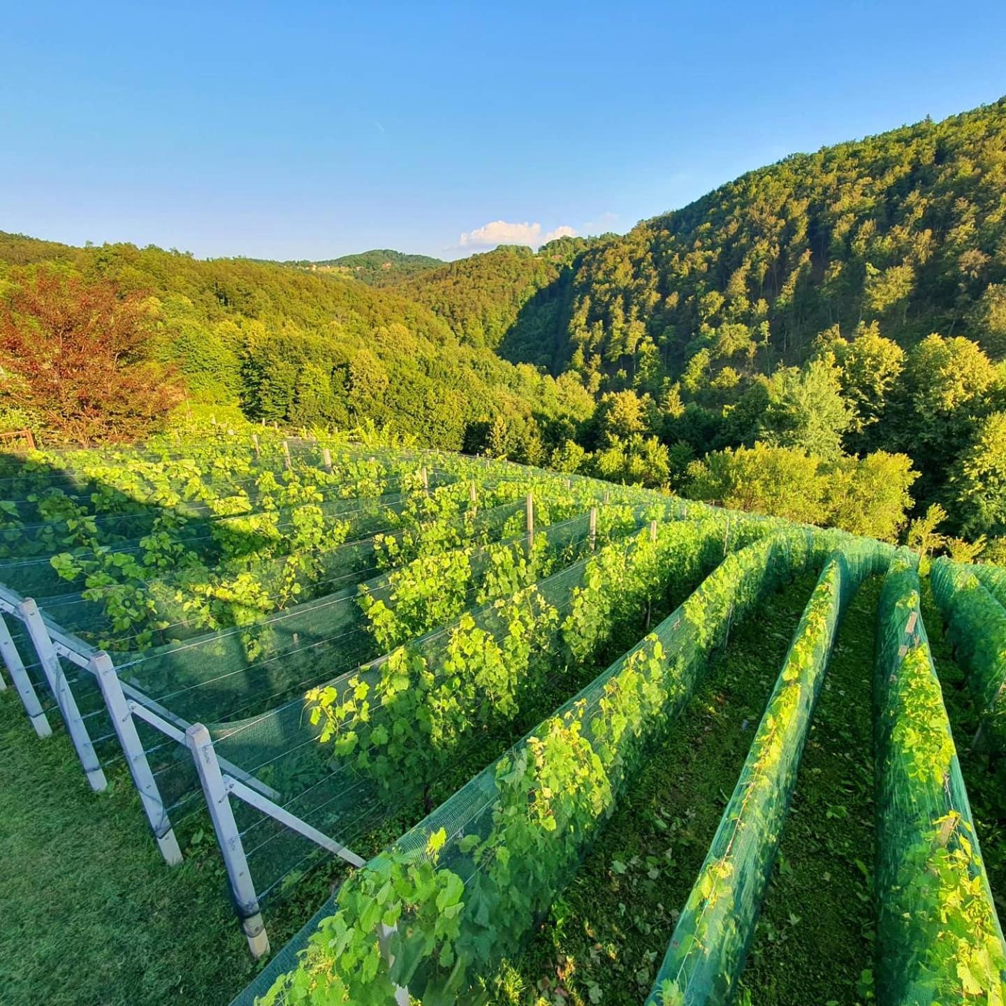Vineyard Cottage Matej Trebnje Bagian luar foto